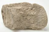 Bargain, Plesiosaur (Trinacromerum) Dorsal Vertebra - Kansas #197818-3